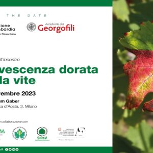 flavescenza vite