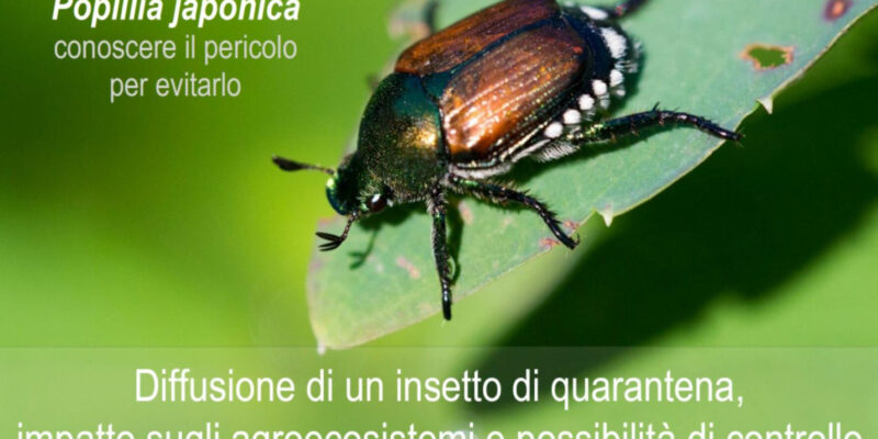 popillia