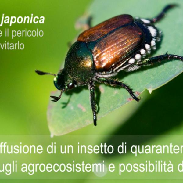 popillia japonica