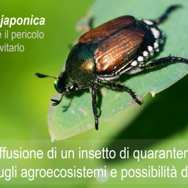 popillia japonica