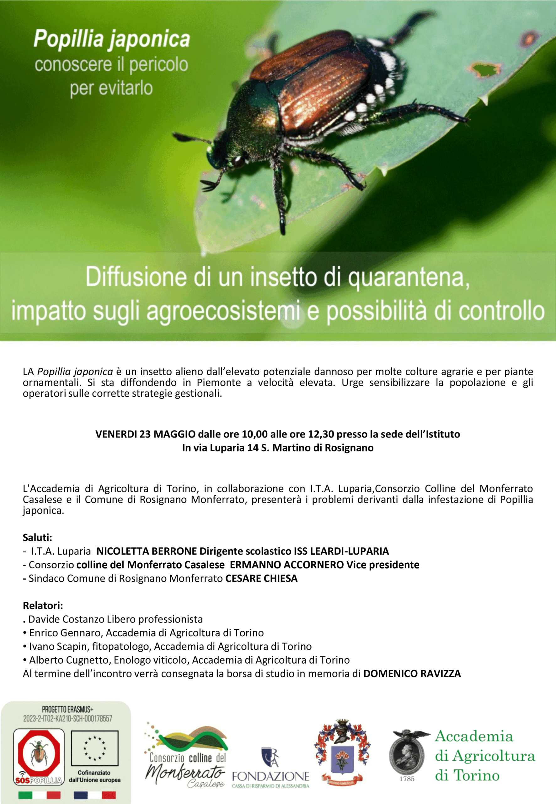 popillia japonica rosignano