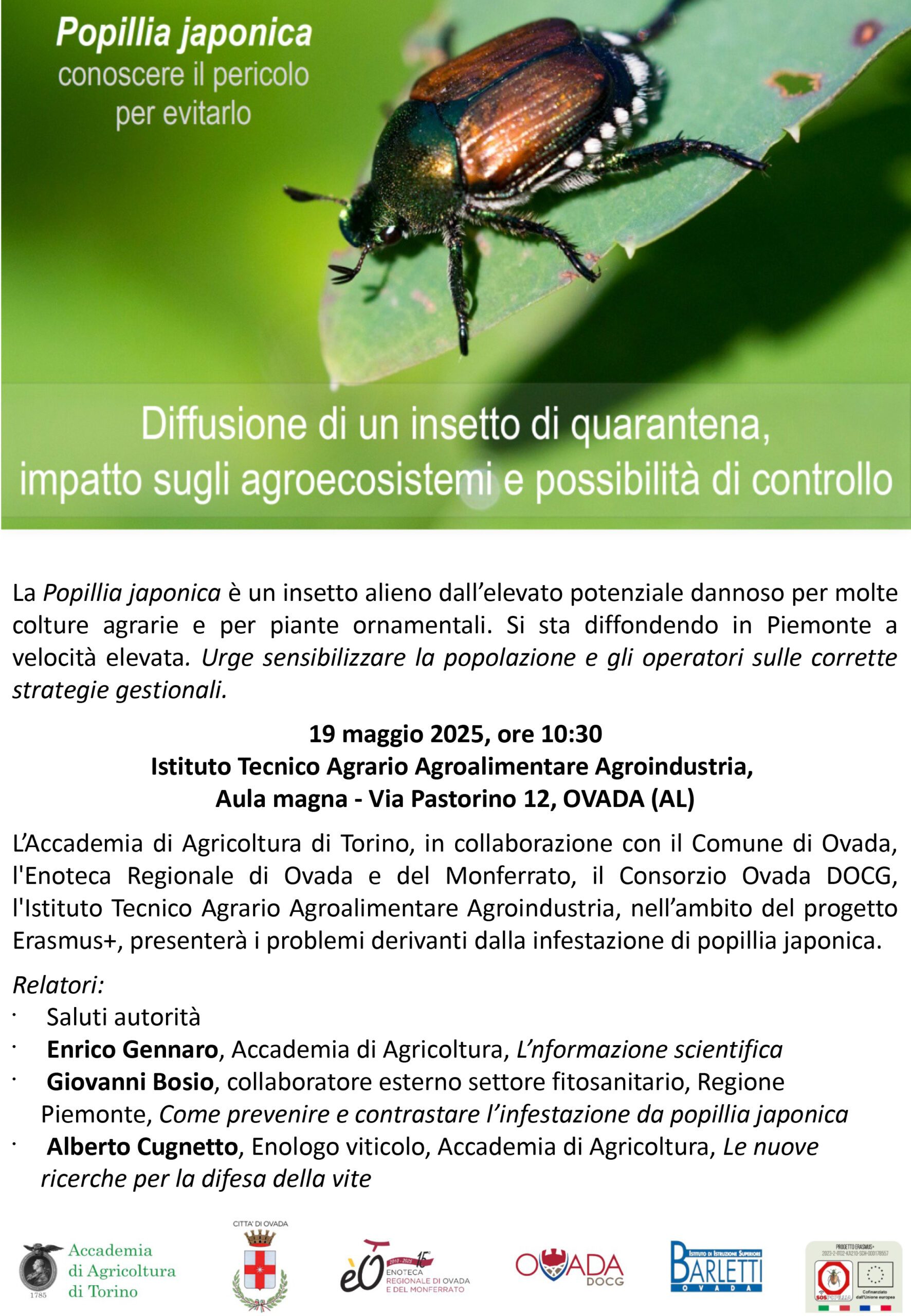 popillia japonica ovada