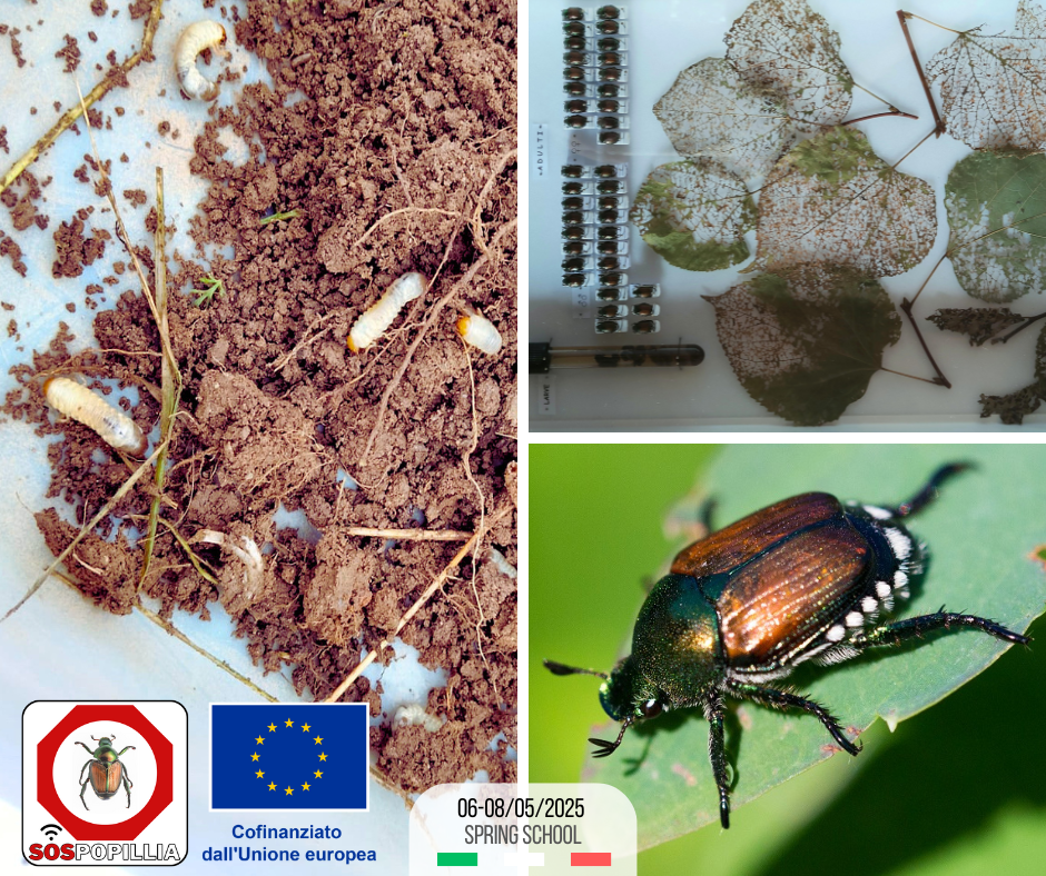 Foto da attività del progetto europeo Erasmus+ «SOS Popillia»